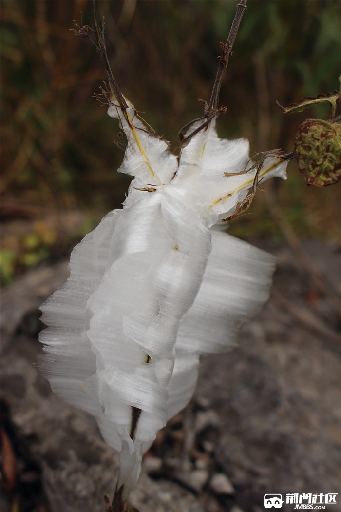 我们在偏关寺上等一场雪却偶遇成片的冰蝴蝶冰花