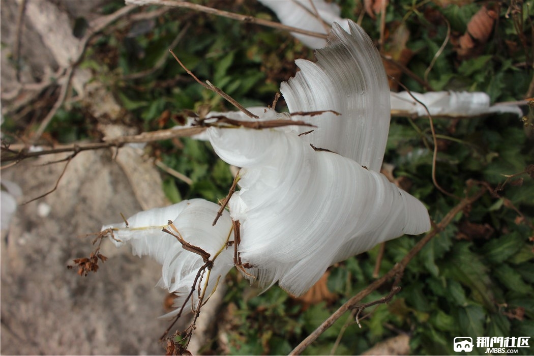 我们在偏关寺上等一场雪却偶遇成片的冰蝴蝶冰花