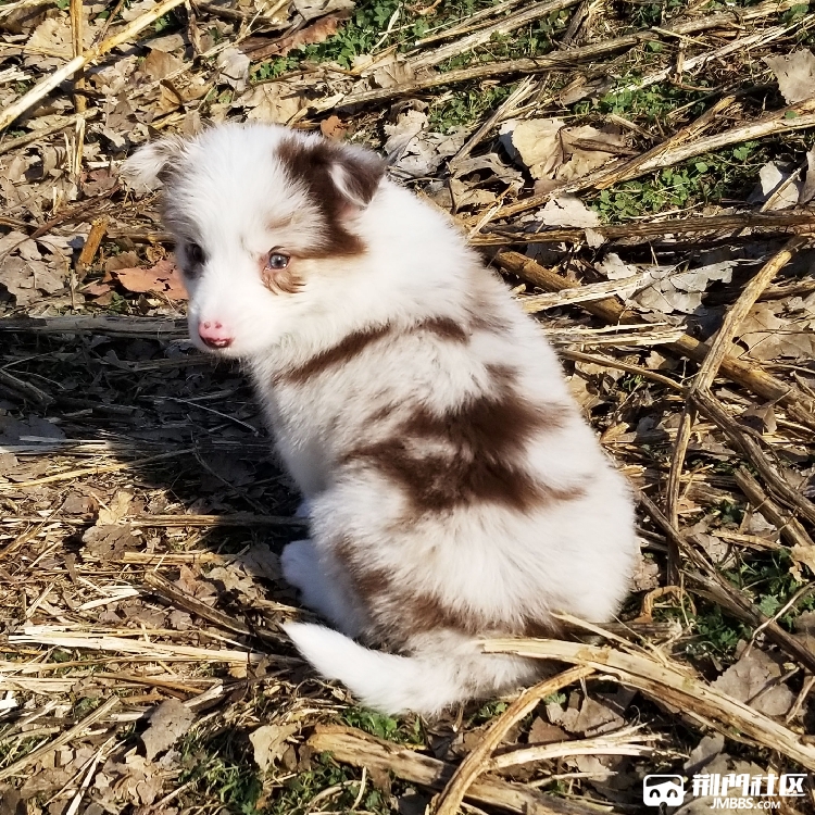 七白三通隕石黑白花色邊境牧羊犬活體幼犬