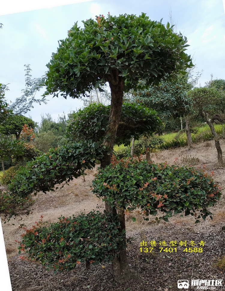 造型刺冬青,盆景(第13页)_大山谷图库
