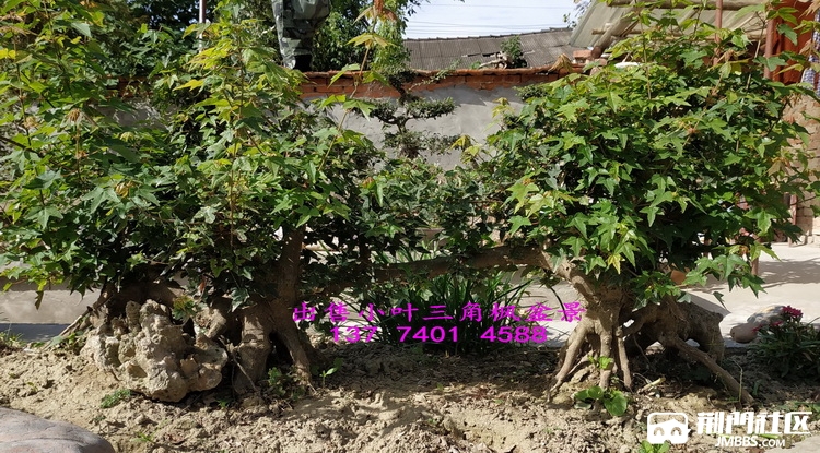 对节白蜡盆景怎么样