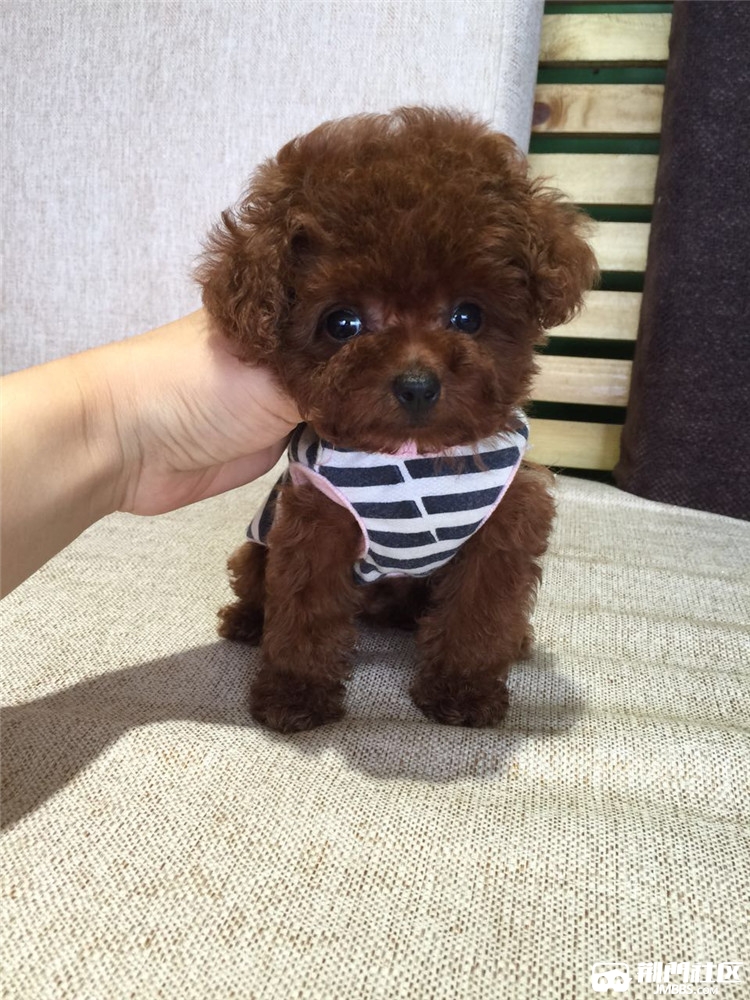 纯种泰迪犬幼犬活体迷你小型贵宾犬