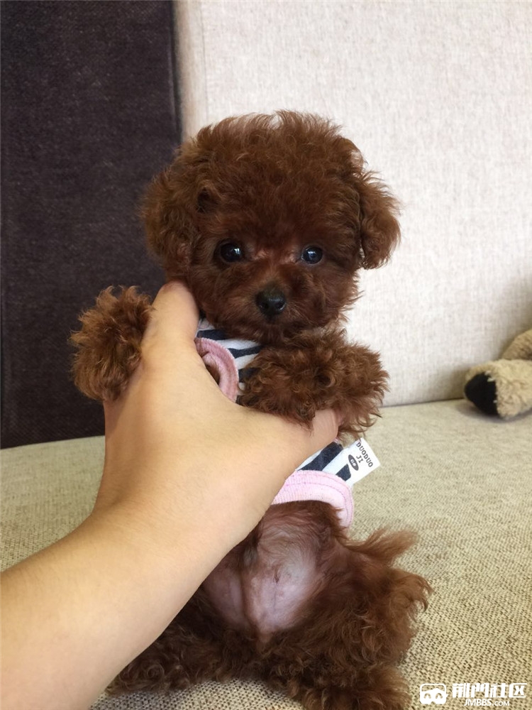 纯种泰迪犬幼犬活体迷你小型贵宾犬