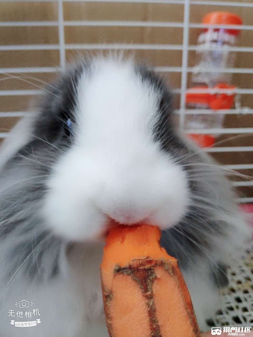 灰白道奇垂耳兔,免费赠予