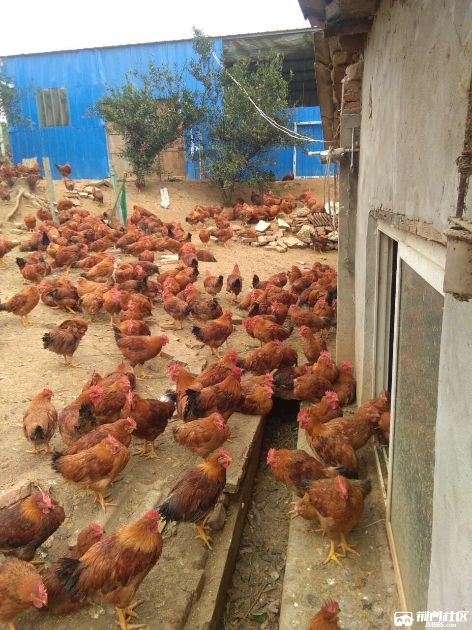 生态鸡养殖场