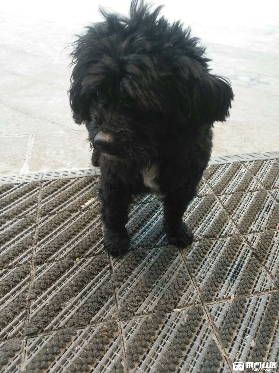 这是谁的黑色泰迪狗