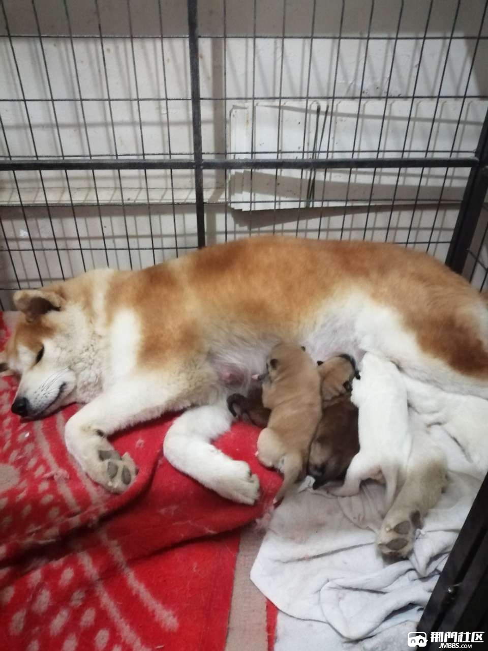 秋田犬宝宝特价出售了