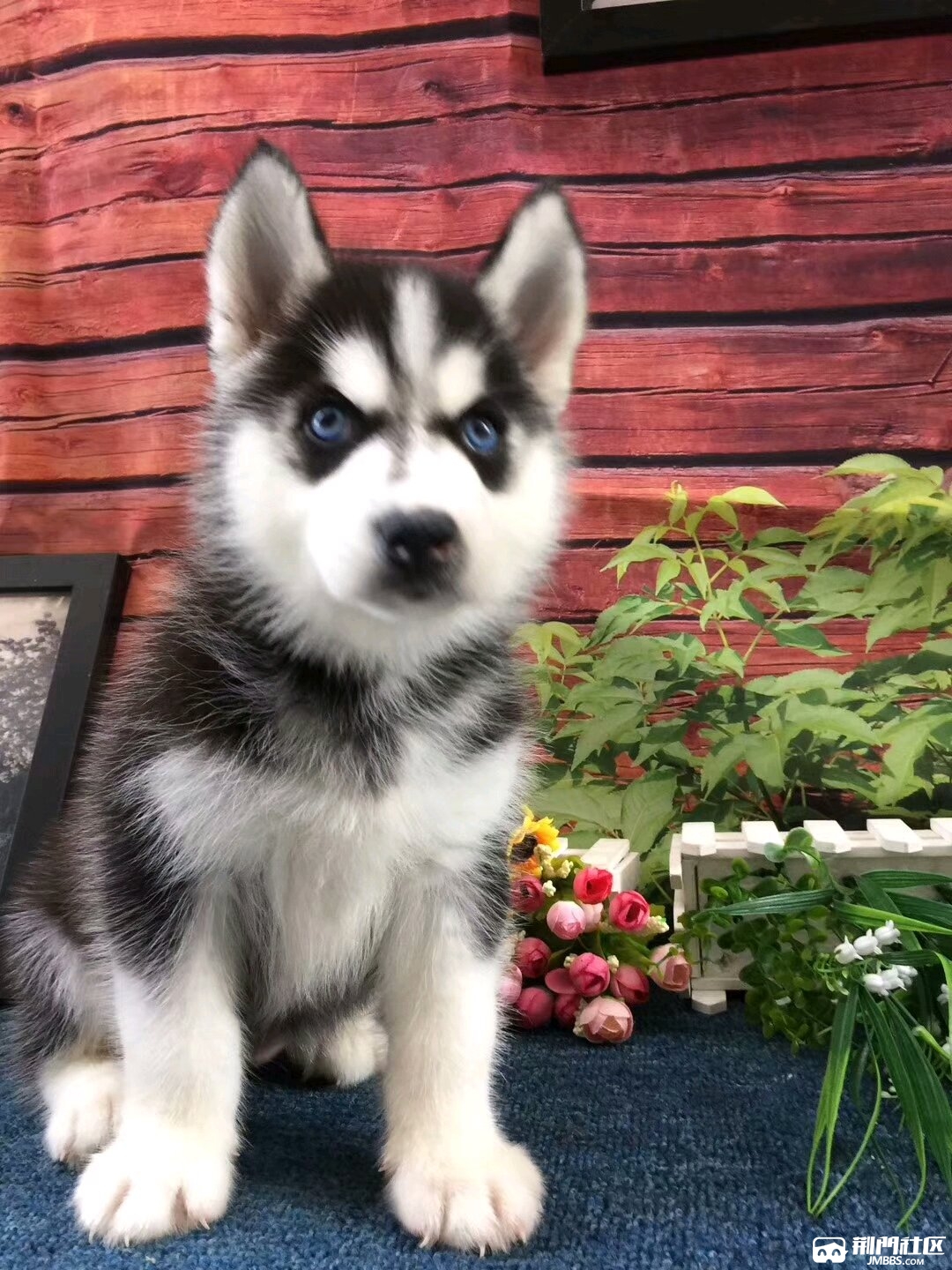 精品西伯利亚哈士奇出售雪橇犬保健康包纯种正宗三把火双蓝眼哈士奇