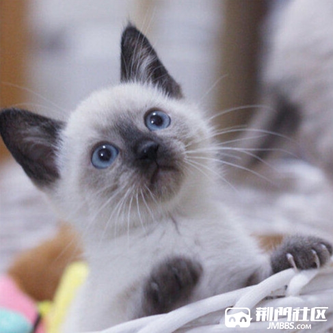 蓝眼海豹暹罗猫