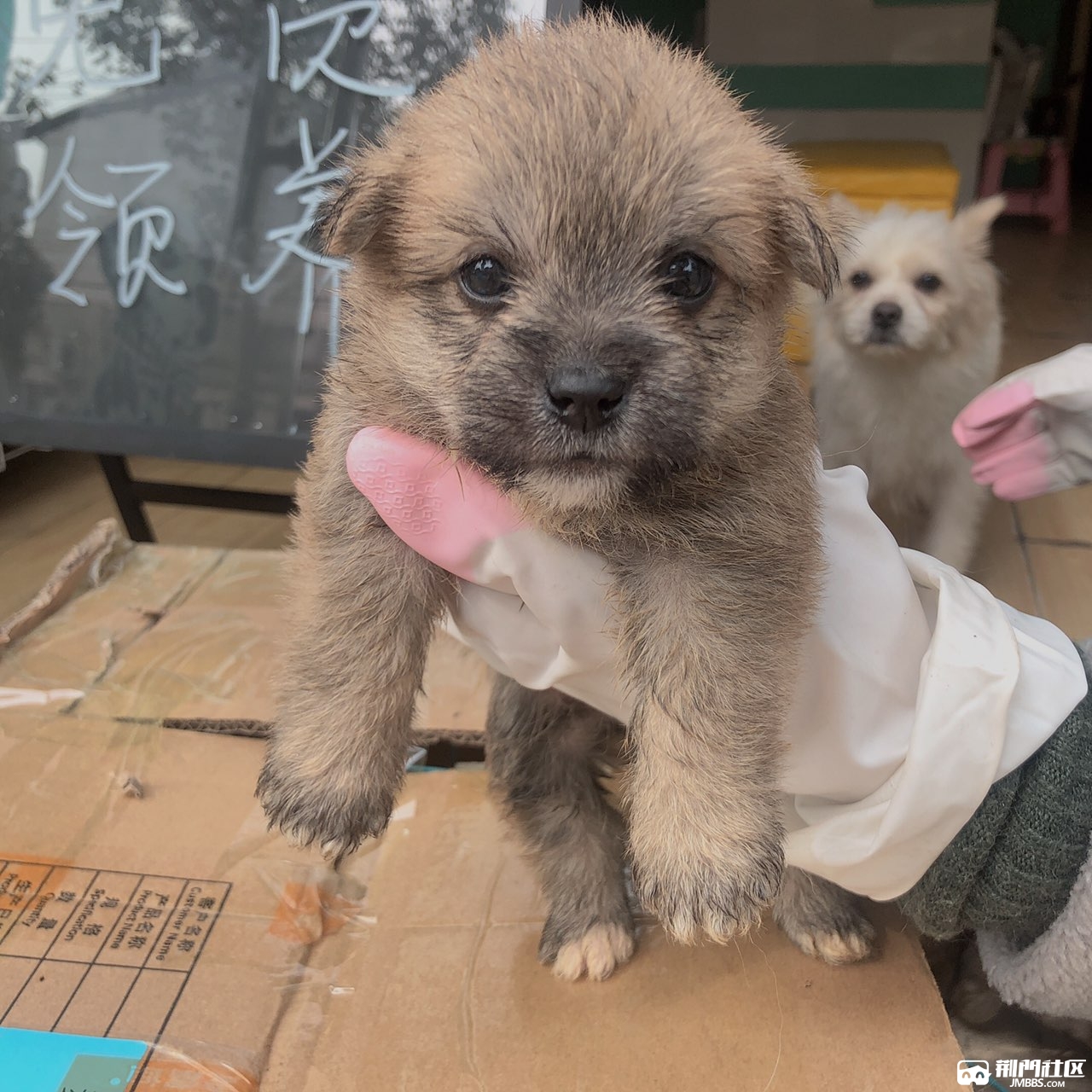 自己的狗狗生的小串串.虽然它们的命运最终我无法主宰