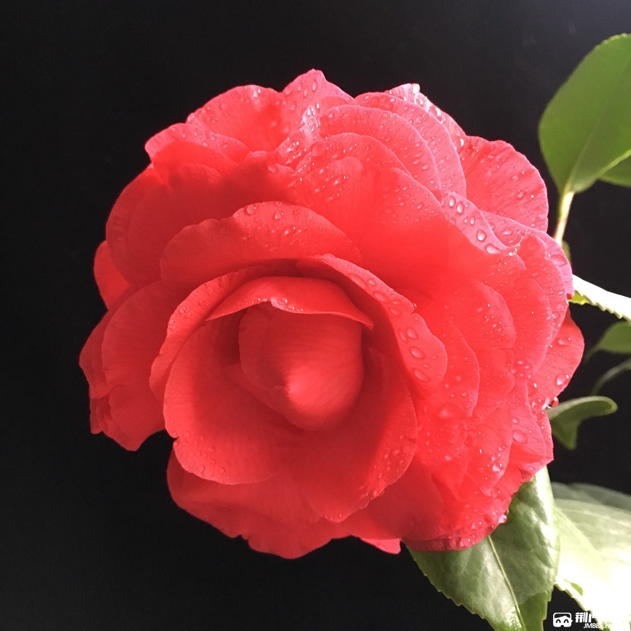 青叶贝拉2019茶花开品赏析1