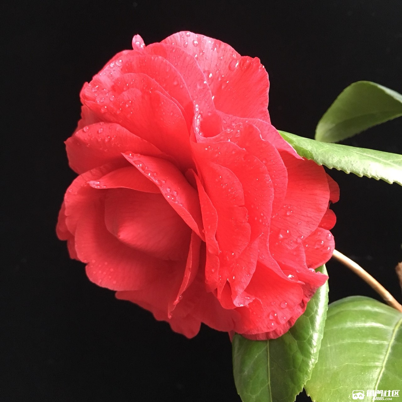 青叶贝拉2019茶花开品赏析1