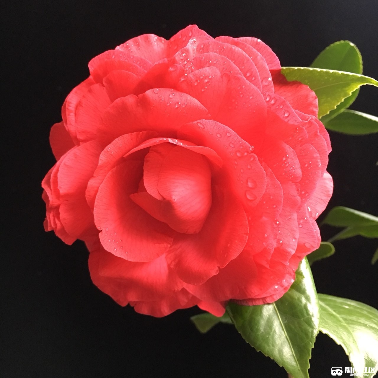 青叶贝拉2019茶花开品赏析1