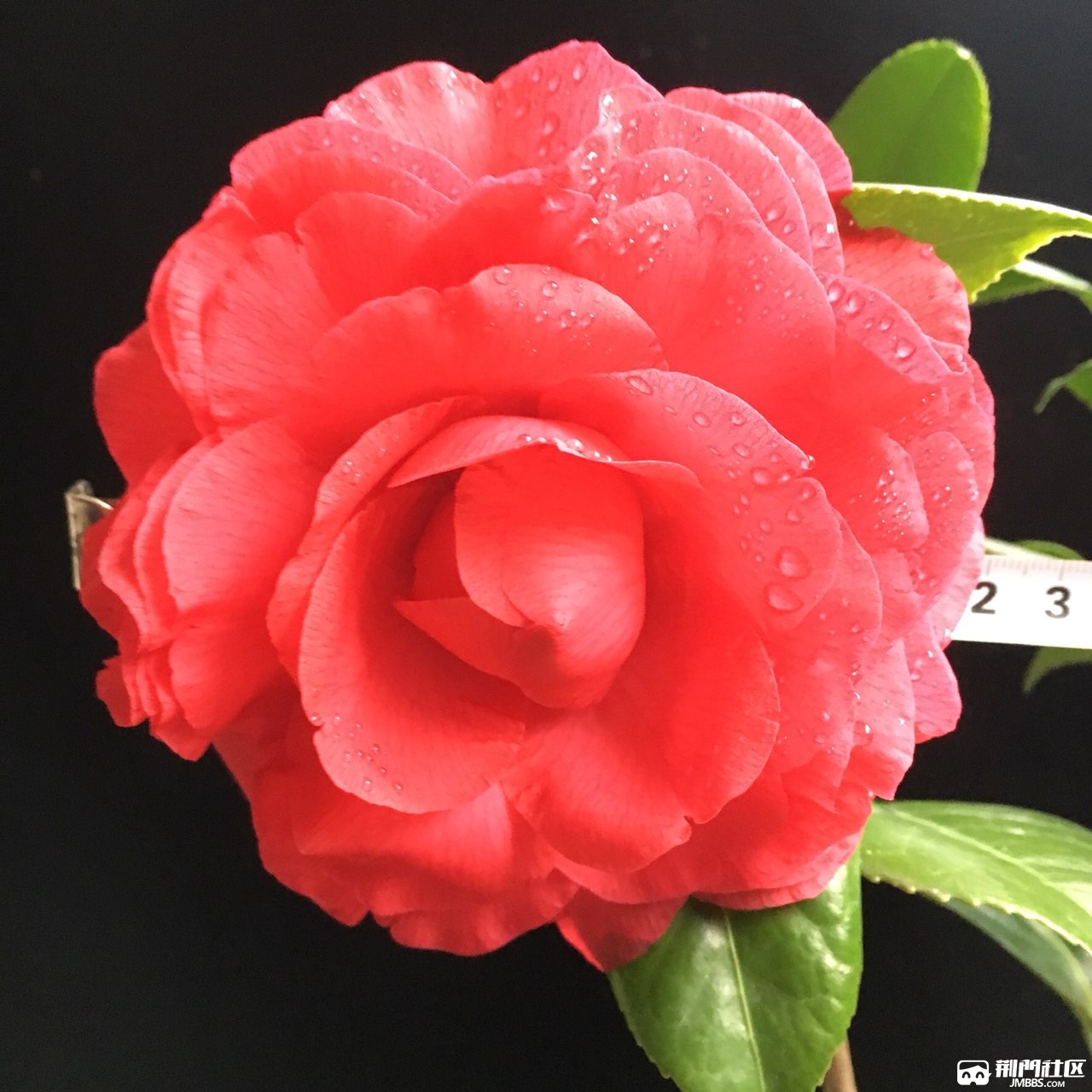 青叶贝拉2019茶花开品赏析1