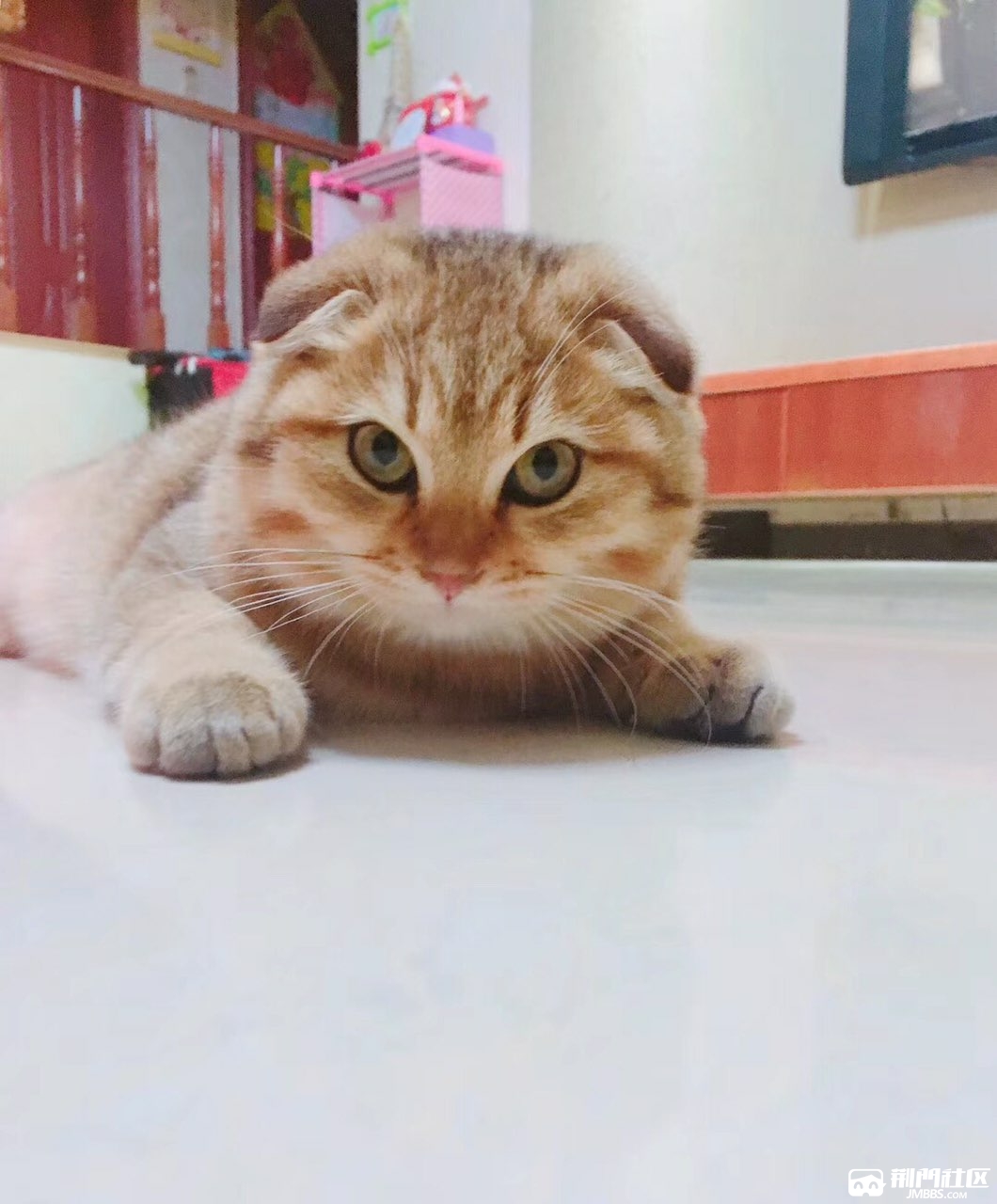 金渐层折耳帅哥找女朋友