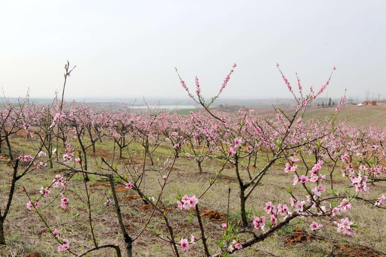 神仙打架屈家岭桃花开了