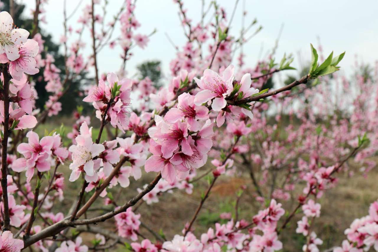 神仙打架屈家岭桃花开了