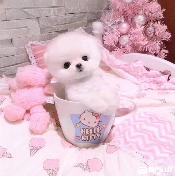 小茶杯博美温顺可爱少女心系列萌宠