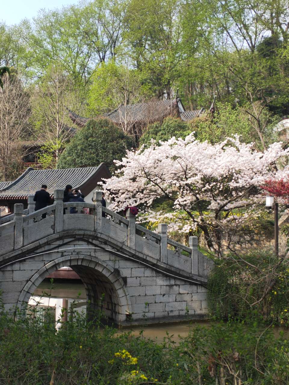龙泉公园的樱花开了,一年一度的花期,弥漫着三月天际