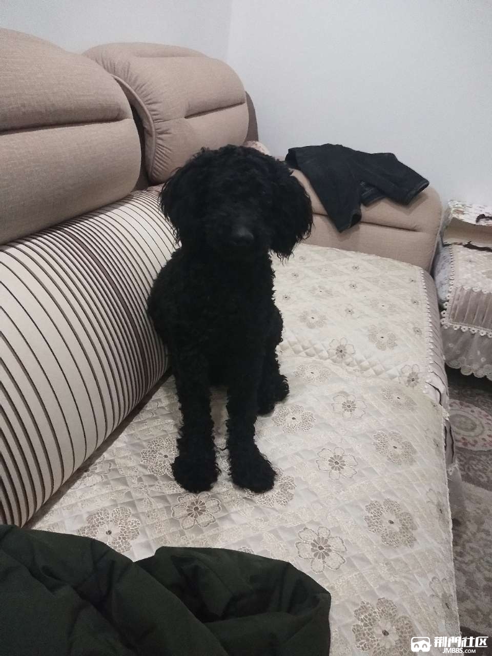 3月24号在城南新区丢失一只黑色泰迪犬,公狗,有断尾