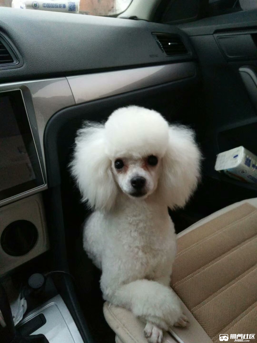 小体白色母贵宾找老公