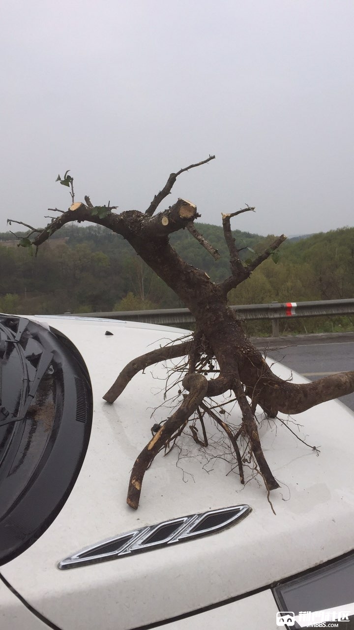 刚挖的刺冬青,根盘还可以