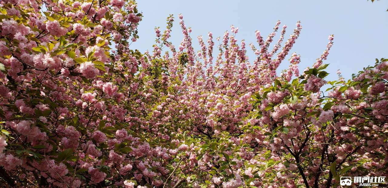 330的晚樱 满树繁华 美不胜收