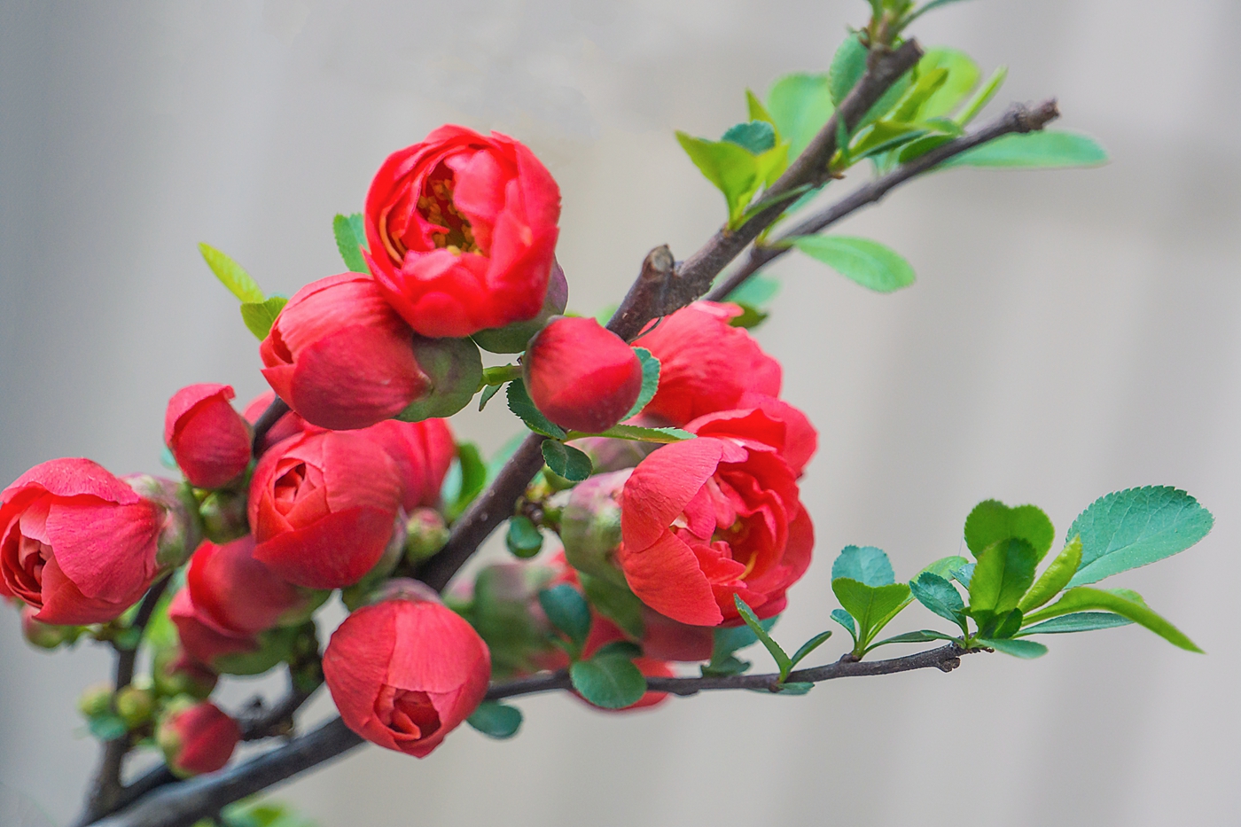 贴梗海棠花正红
