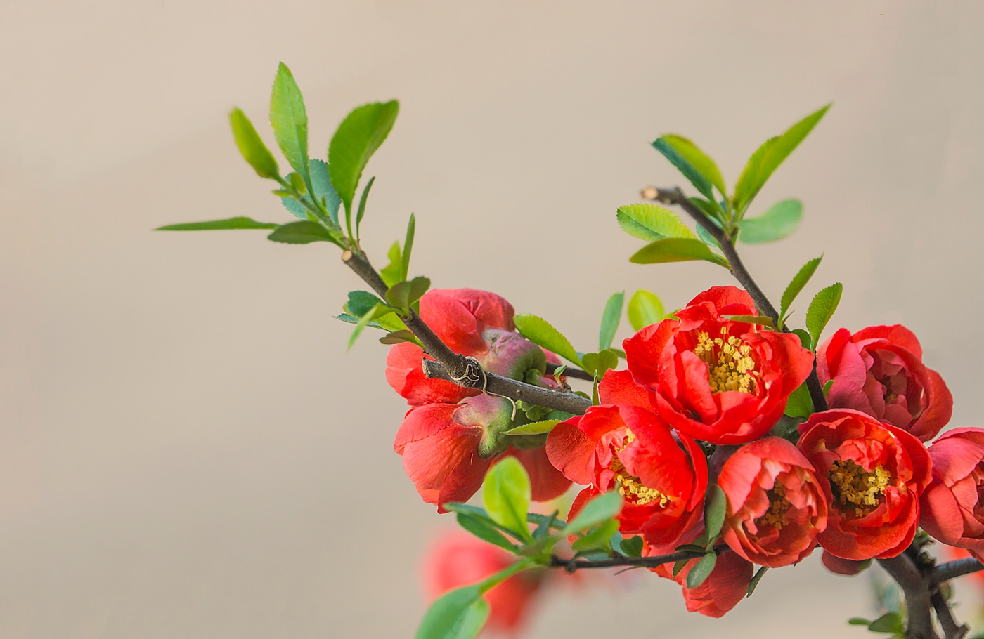 贴梗海棠花正红