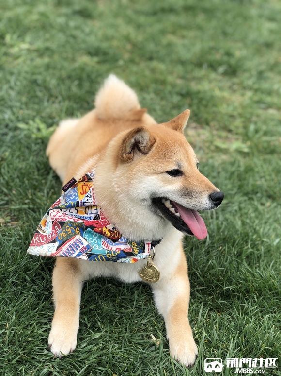 赤红色铁包金柴犬 带血统带证书