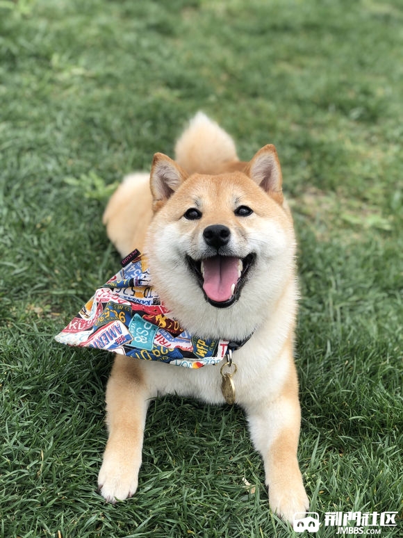 赤红色铁包金柴犬 带血统带证书