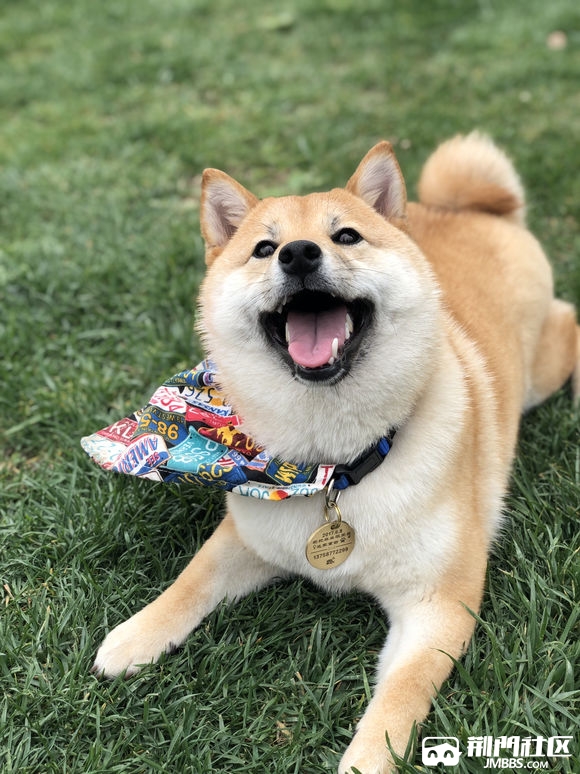 赤红色铁包金柴犬 带血统带证书