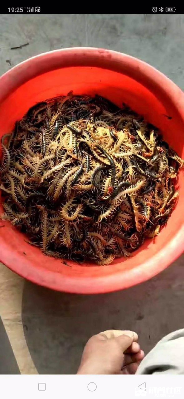 同事请了一个月的假回去捉蜈蚣一晚上几百块心动了