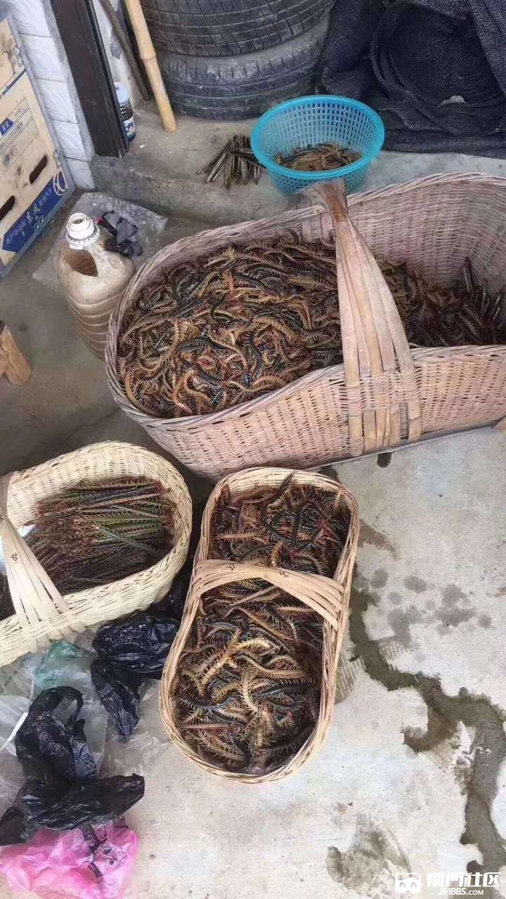 同事请了一个月的假回去捉蜈蚣一晚上几百块心动了