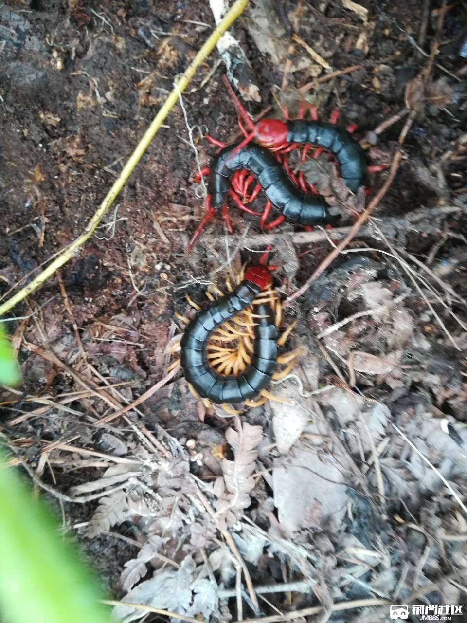 同事请了一个月的假回去捉蜈蚣,一晚上几百块,心动了.