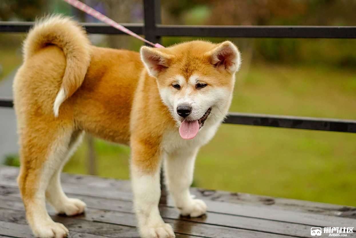 秋田犬找新家