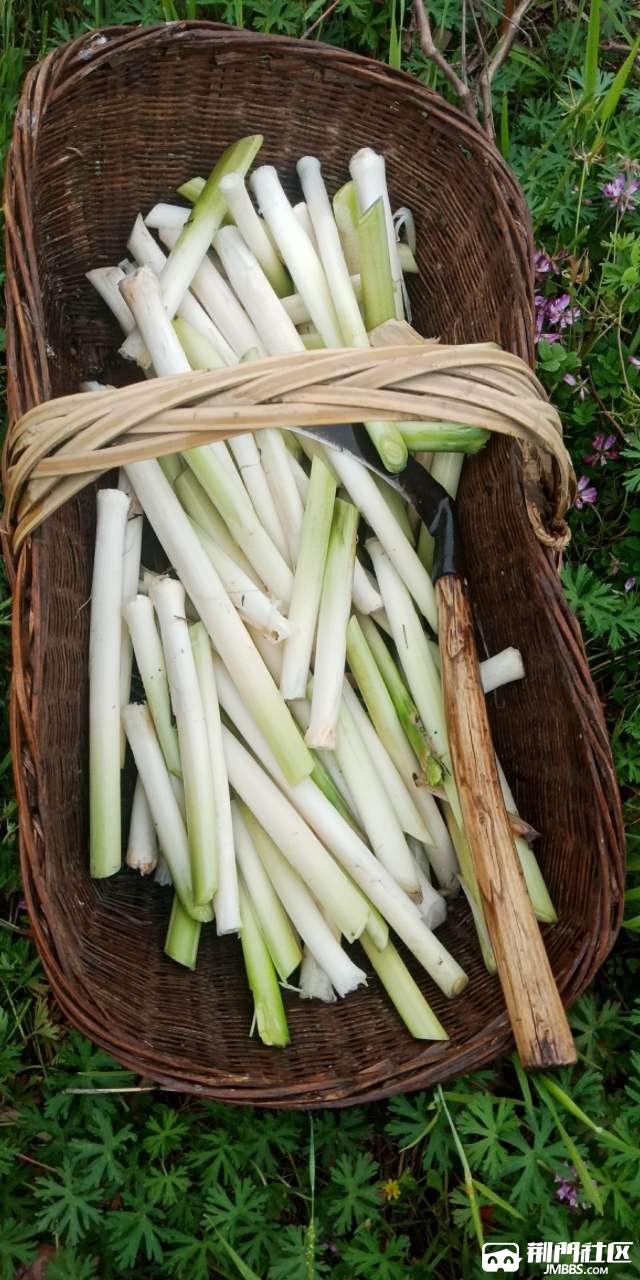 回老家扯蒲草芯