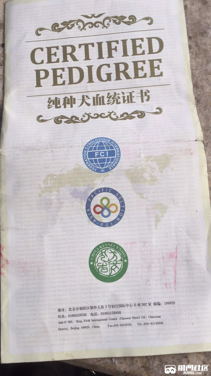 拉布拉多犬出售