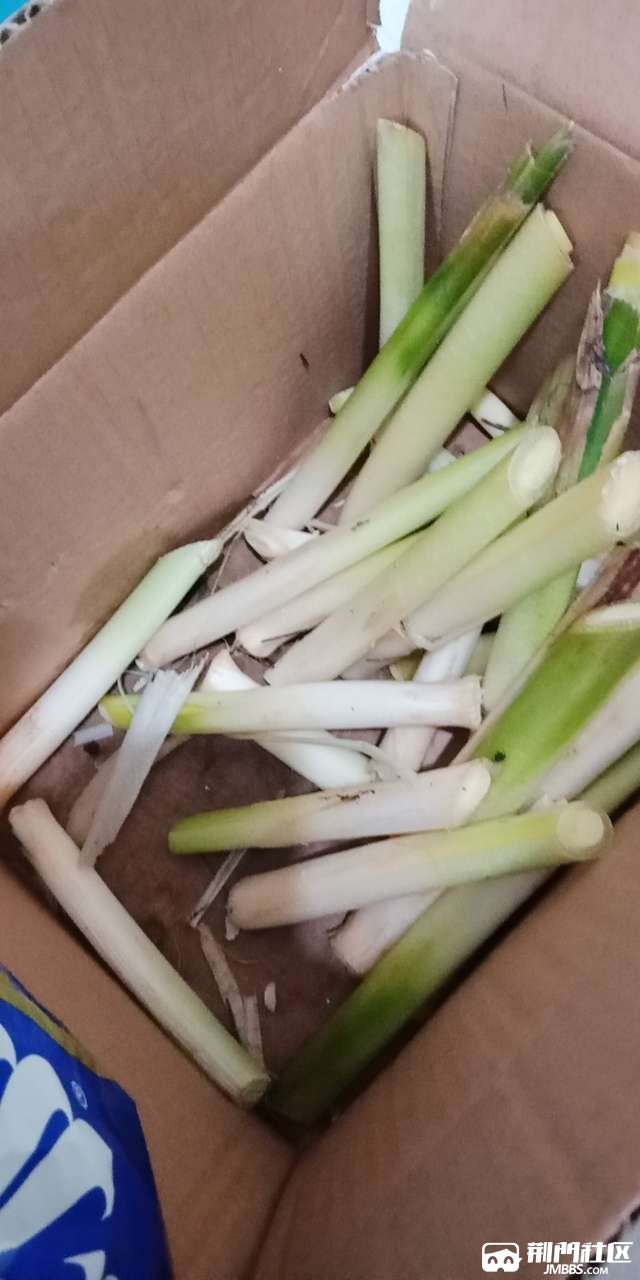 回老家,扯蒲草芯