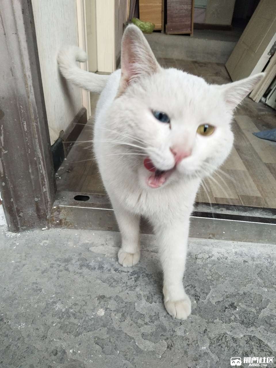 谁家大白猫不见了?