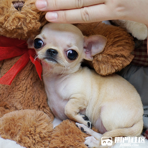 苹果头吉娃娃幼犬实体出售 疫苗驱虫已做