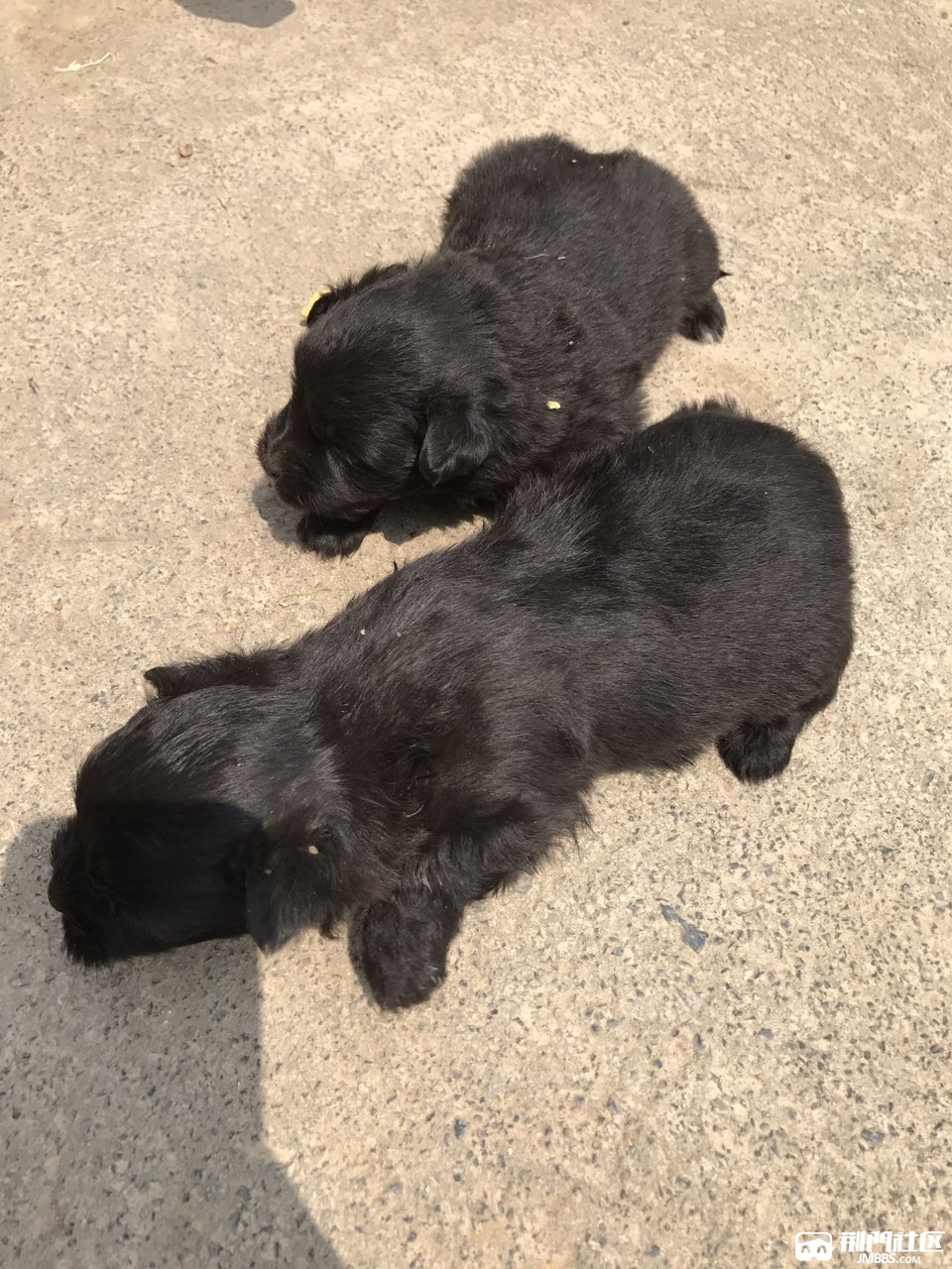 长不大的纯色小土狗免费送