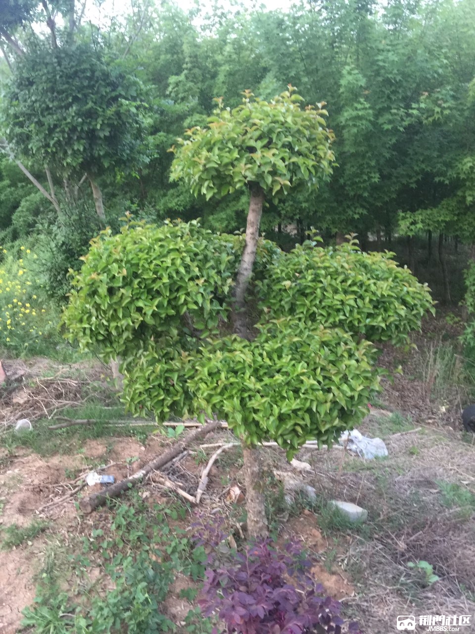 有几棵刺冬青,有兴趣朋友可以联系139086933