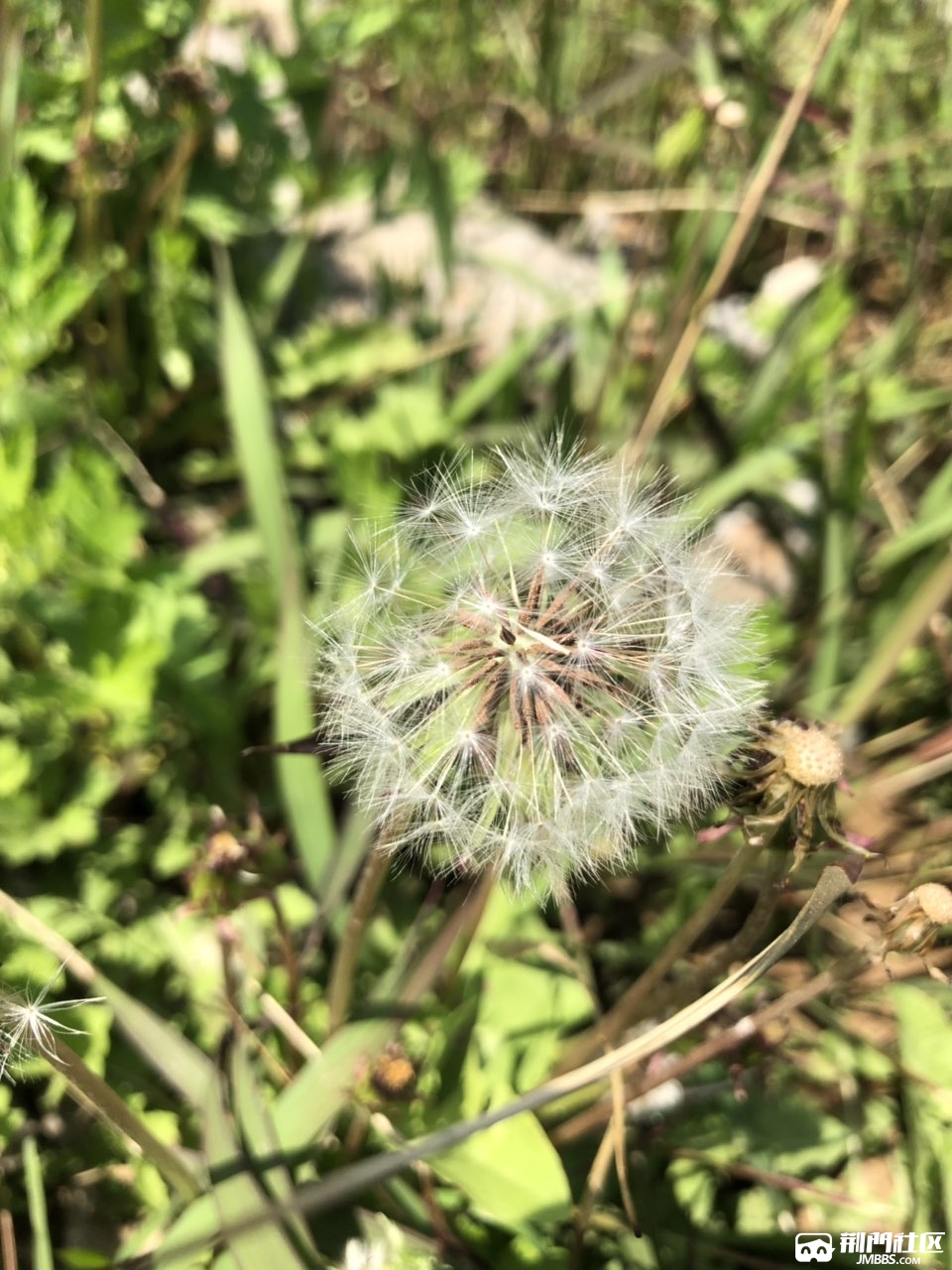 人生像蒲公英励志句子(人生像蒲公英励志句子摘抄)