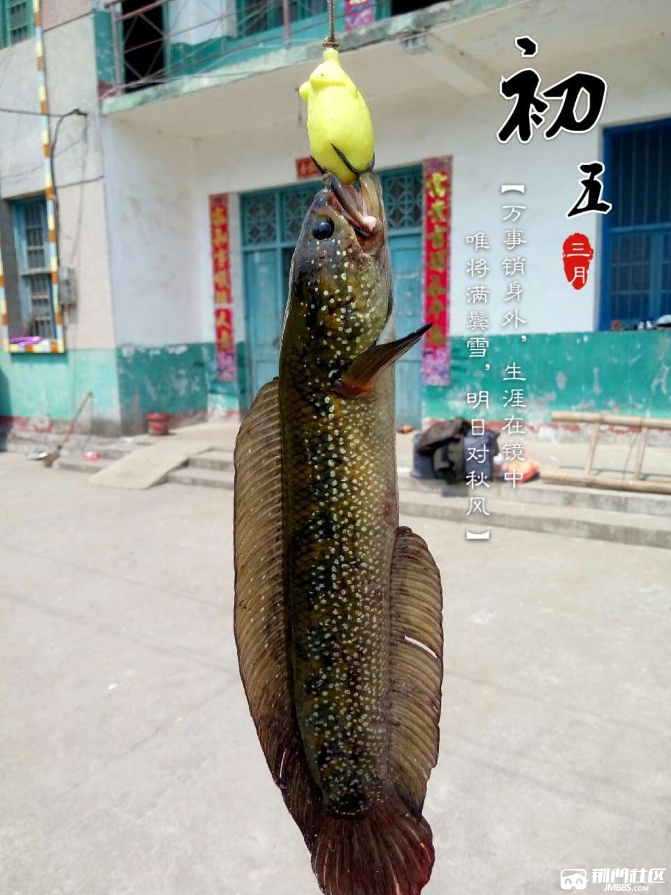 【向饿势力低头】七星黑鱼烧豆腐