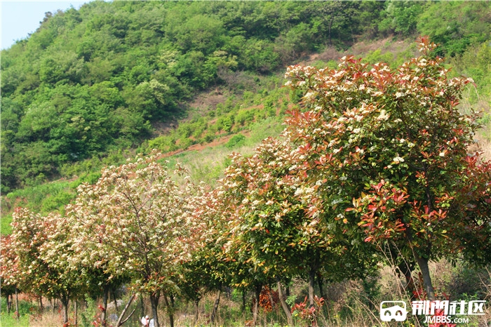 荆门城郊石莲村有个烧火佬沟可以走一下 - 旅游户外 - 荆门社区