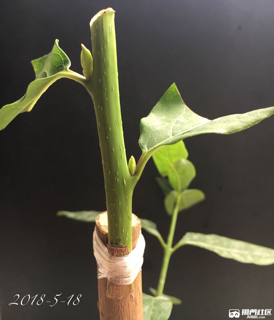 独创 腊梅嫁接之绿枝切接