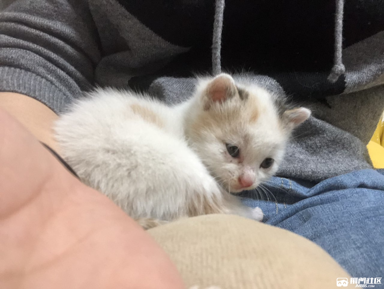 一个月奶猫找领养