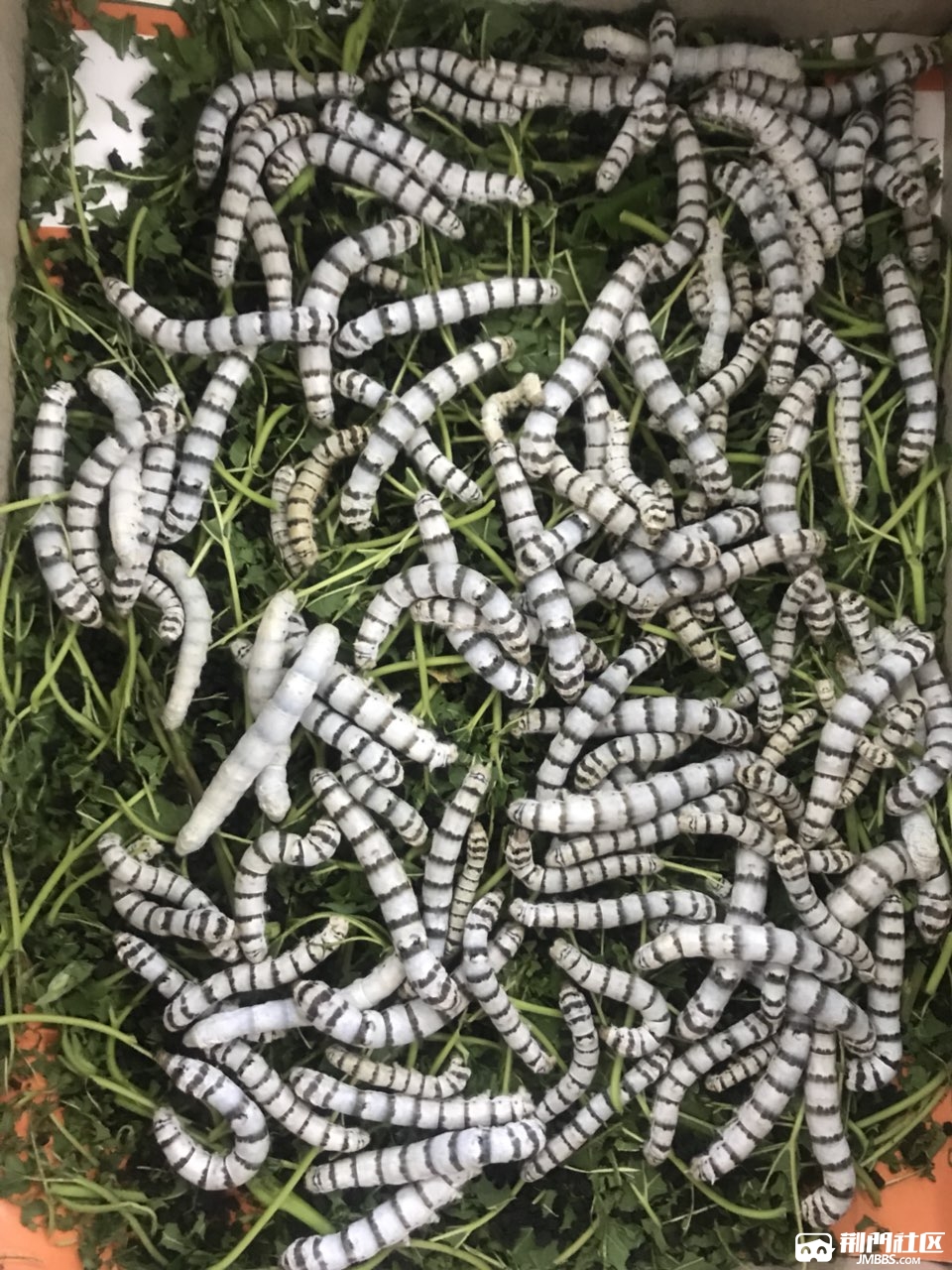 哪里有桑叶,喂蚕子吃滴,再没的桑叶吃蚕子要死了!