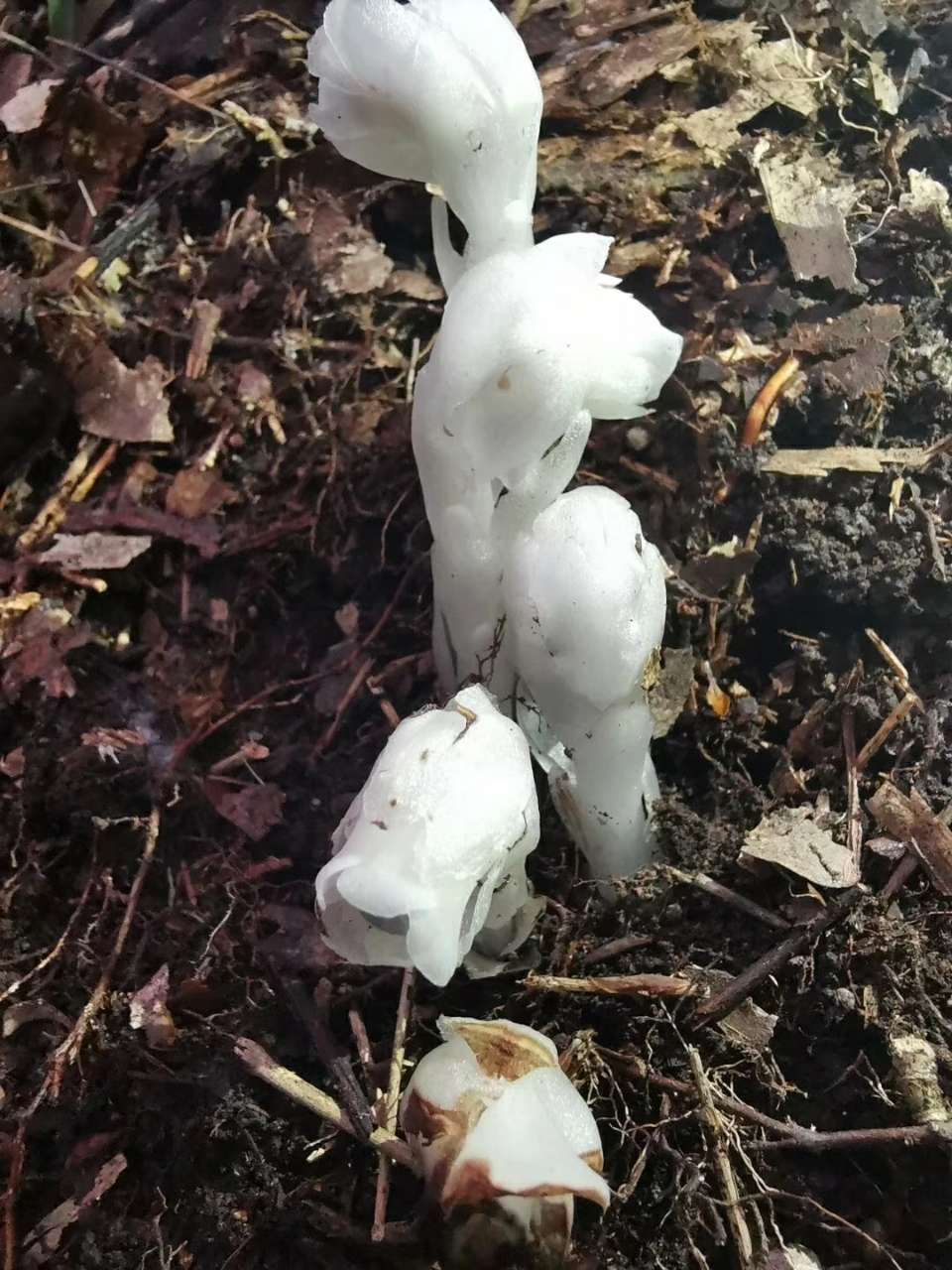 水晶兰花稀有物种